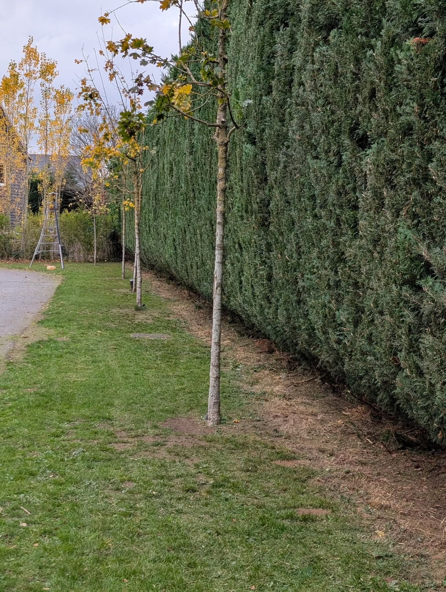 Strimming and Edging